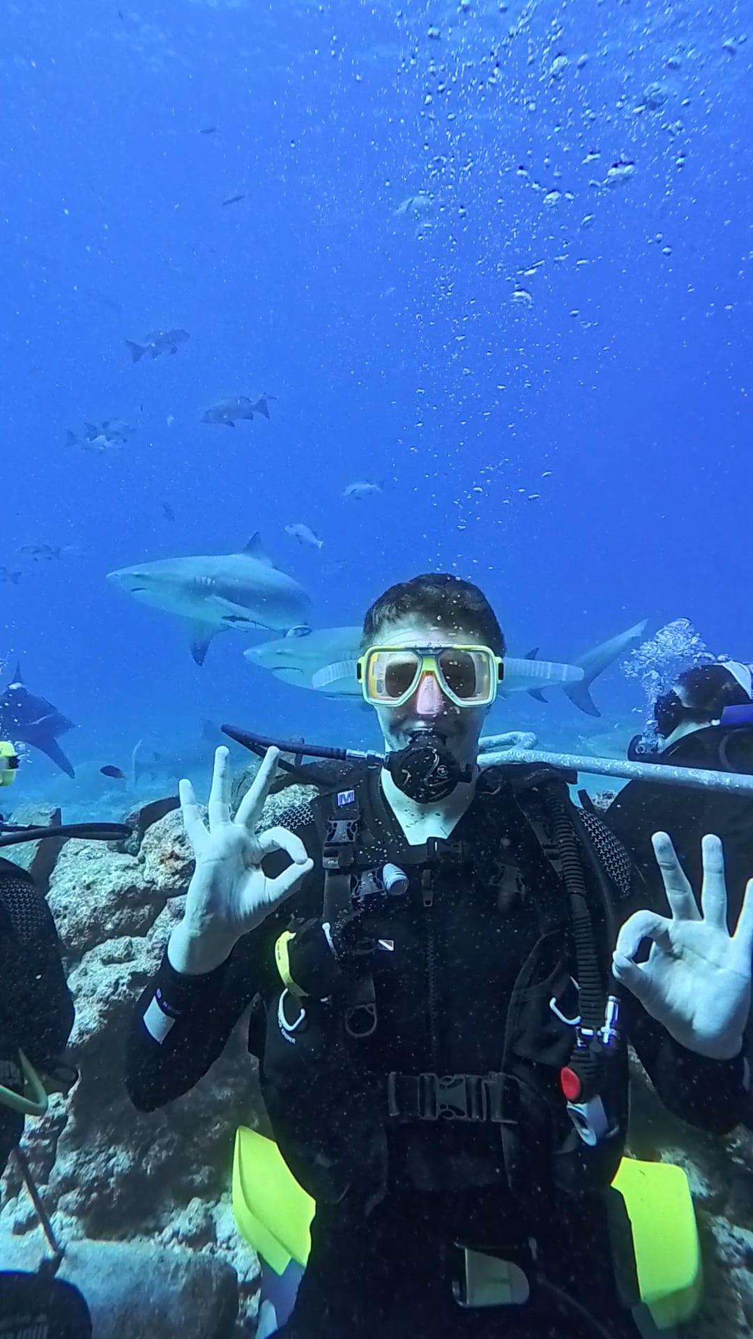 Shark diving in clear blue water off Fiji