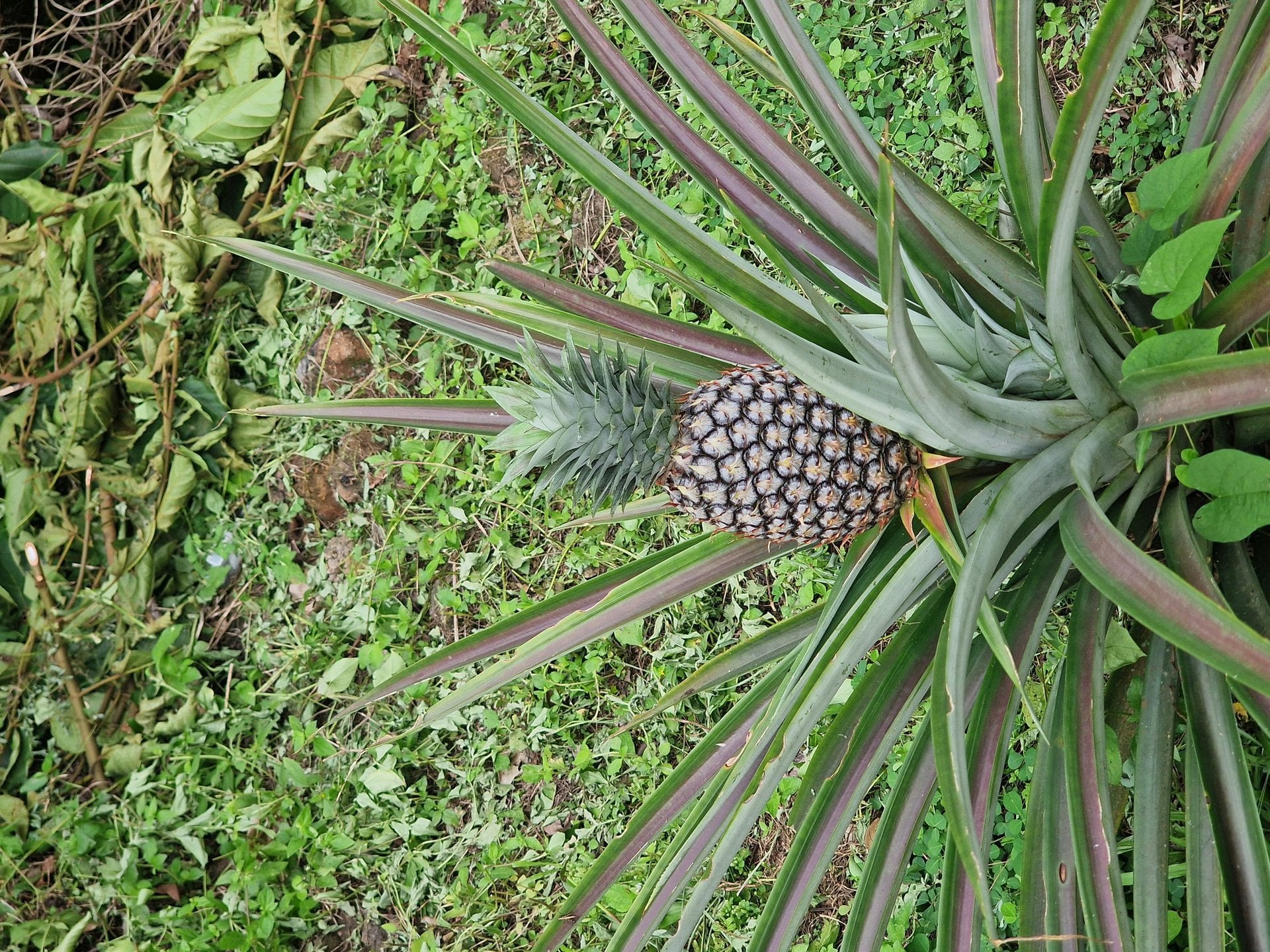 Bioko Island Journey, Equatorial Guinea